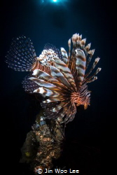 The Lion King/Two lionfish were waiting for prey under th... by Jin Woo Lee 